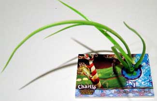 2005 Artbox Charlie and the Chocolate Factory Prop Cards Long Grass from Factory (95)