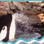 1995 SkyBox Free Willy 2: The Adventure Continues Checklist, Trading Cards Info